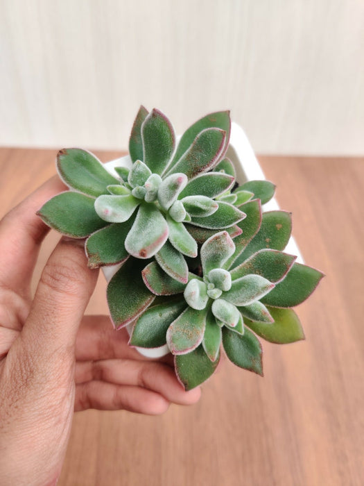 chenille succulent Echeveria Pulvinata 'Ruby' (Chenille Plant) Small Succulent Plant