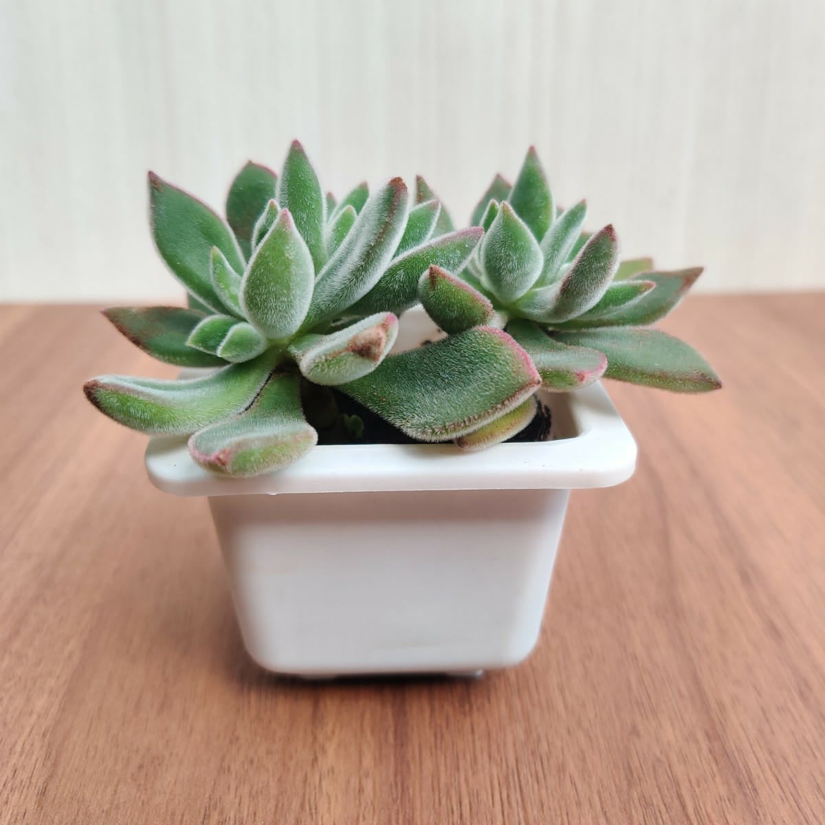 chenille plant succulent Echeveria Pulvinata 'Ruby' (Chenille Plant) Small Succulent Plant