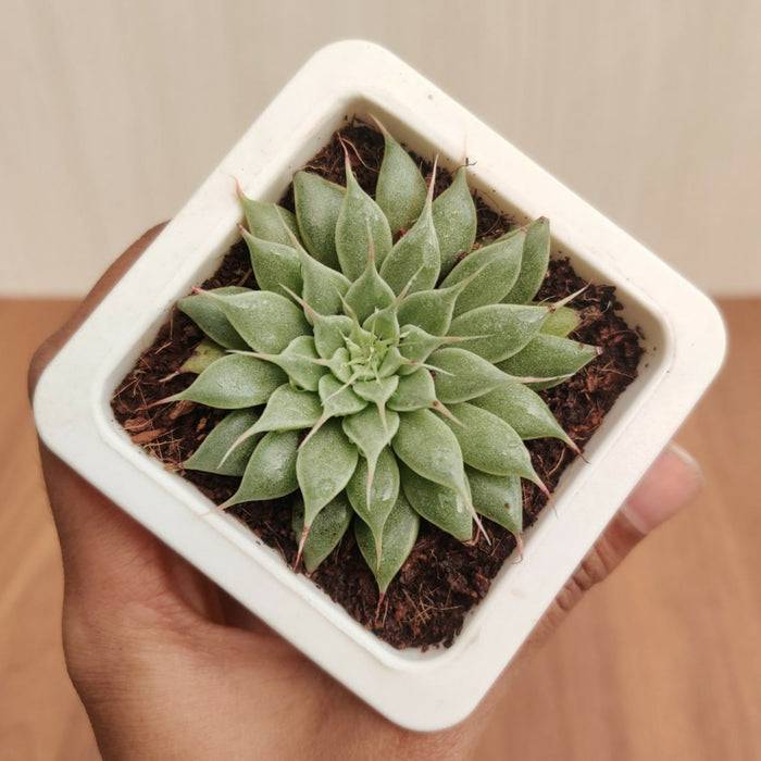 Graptopetalum Filiferum Succulent Plant