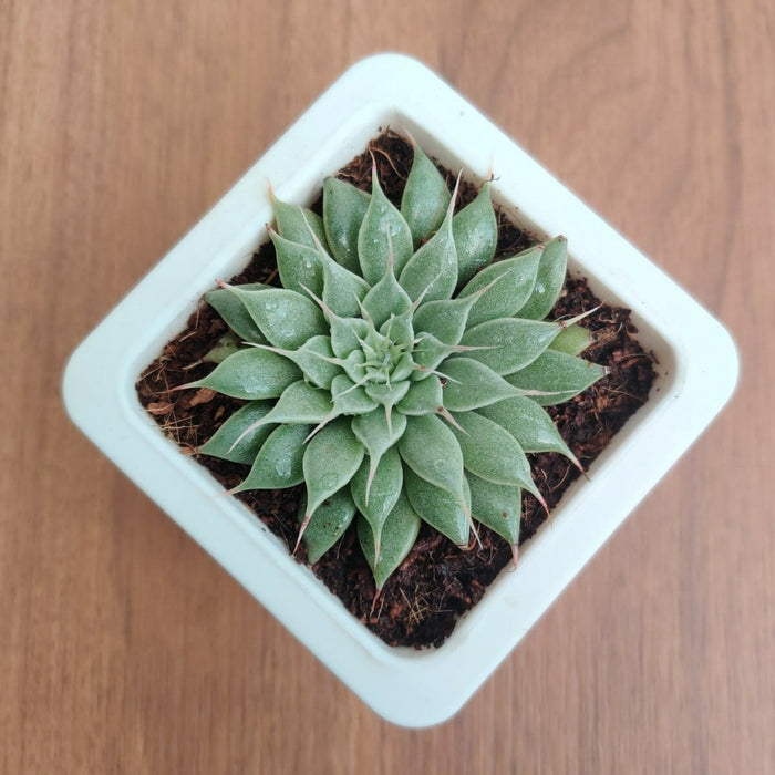 Graptopetalum Filiferum Succulent Plant