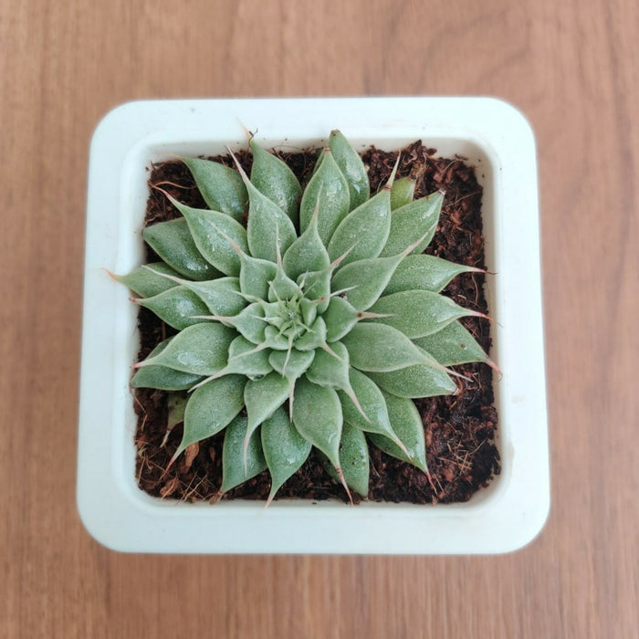 Graptopetalum Filiferum Succulent Plant