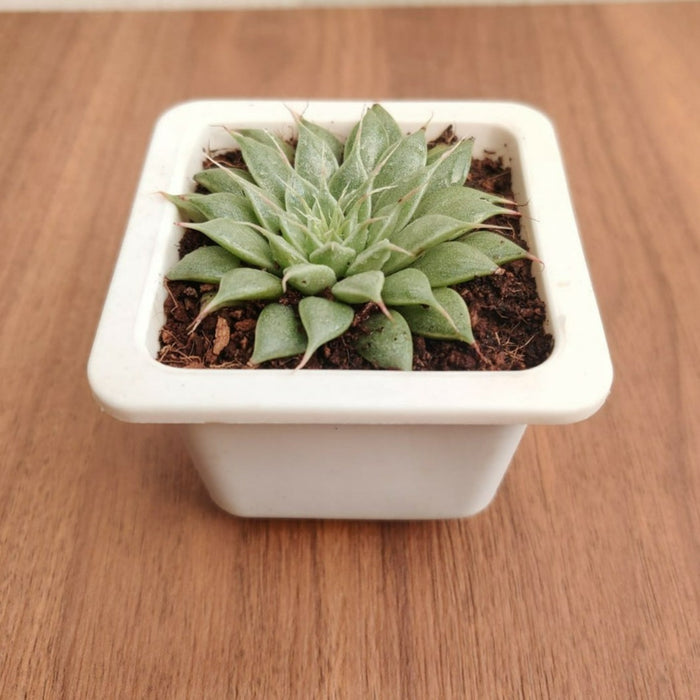 Graptopetalum Filiferum Succulent Plant