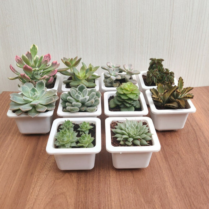 artificial succulents online india Beautiful Live Assorted Succulents Plants Quantity-8 (Any 8 Succulents Plant)| Online india – ChhajedGarden.com