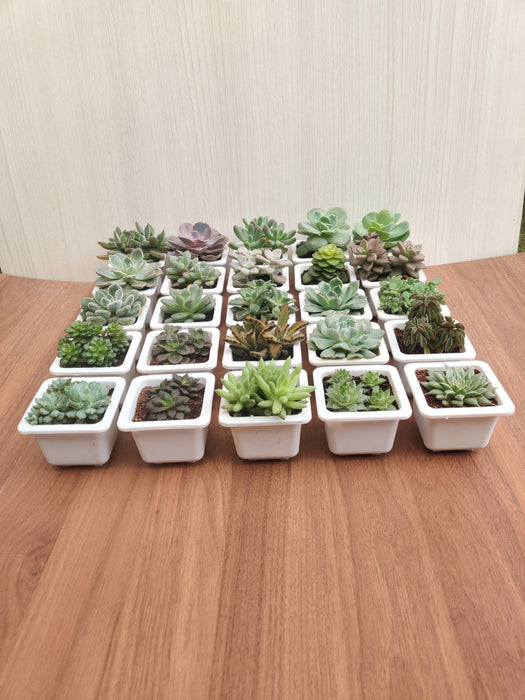 Soft Succulent Tray - Assorted 25 Varieties (Any 25 Succulents Depend on availability)