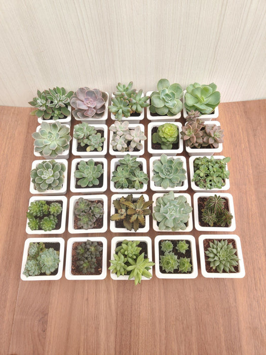 Soft Succulent Tray - Assorted 25 Varieties (Any 25 Succulents Depend on availability)