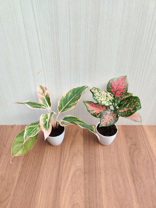 Indoor Aglaonema Plants with Pots (Pack of  any 2 Plants)