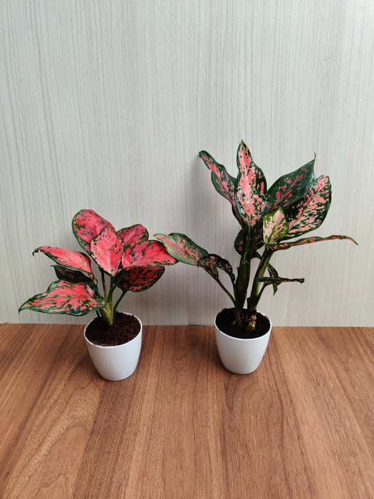 Indoor Aglaonema Plants with Pots (Pack of  any 2 Plants)
