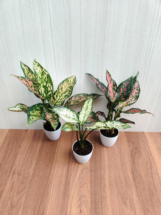Indoor Aglaonema Plants with Pots (Pack of  any 3 Plants)