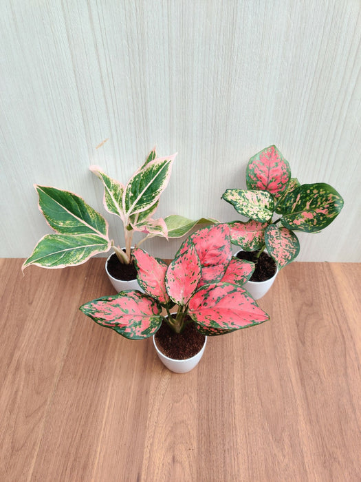 Indoor Aglaonema Plants with Pots (Pack of  any 3 Plants)