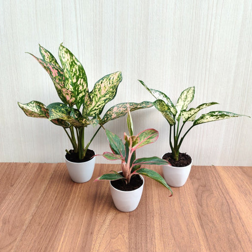 Indoor Plants Pack 