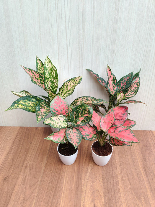 Indoor Aglaonema Plants with Pots (Pack of  any 4 Plants)