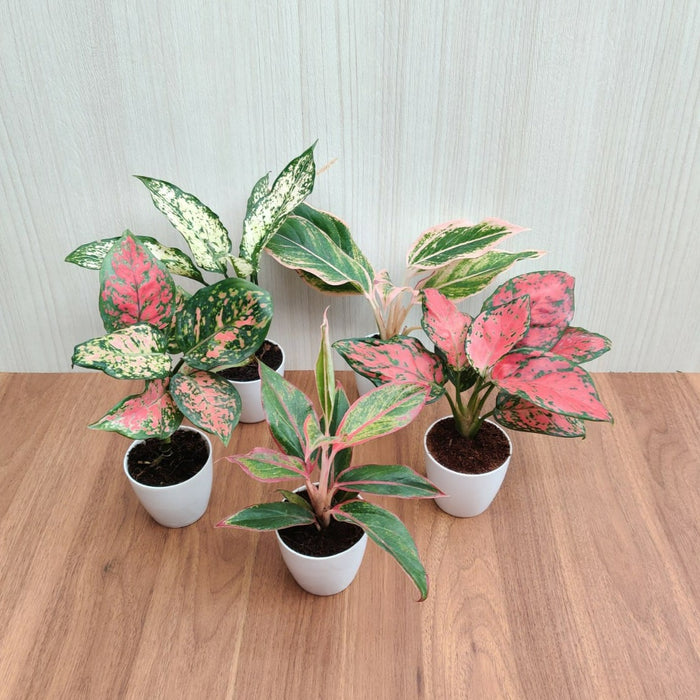 Indoor Aglaonema Plants with Pots (Pack of  any 5 Plants)