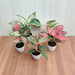 Aglaonema Plant 1