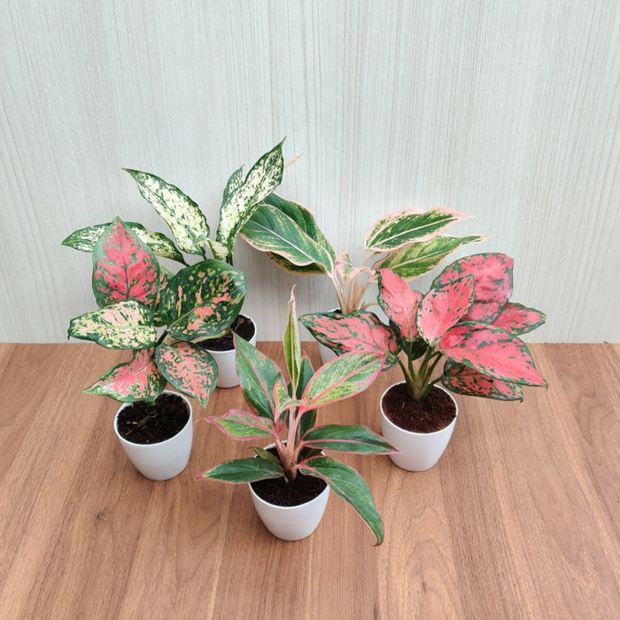 Indoor Aglaonema Plants with Pots (Pack of  any 5 Plants)