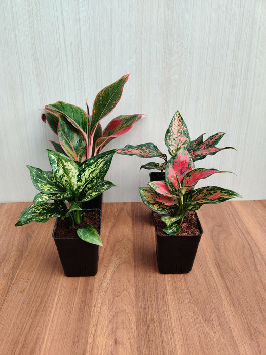 Indoor Aglaonema Plants with Pots (Pack of any  4 Plants)