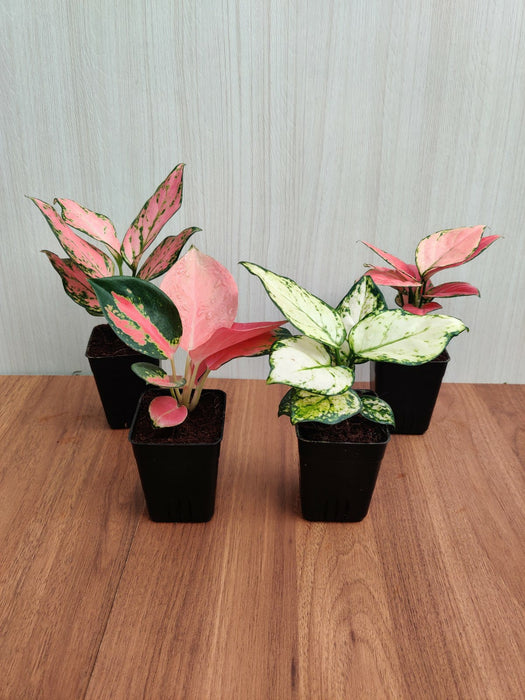 Indoor Aglaonema Plants with Pots (Pack of any  4 Plants)