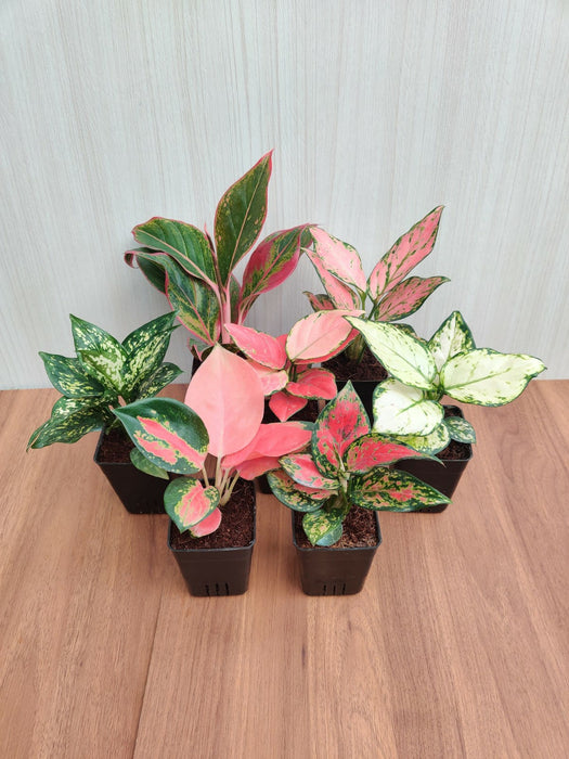 Indoor Aglaonema Plants with Pots (Pack of 7 Plants)