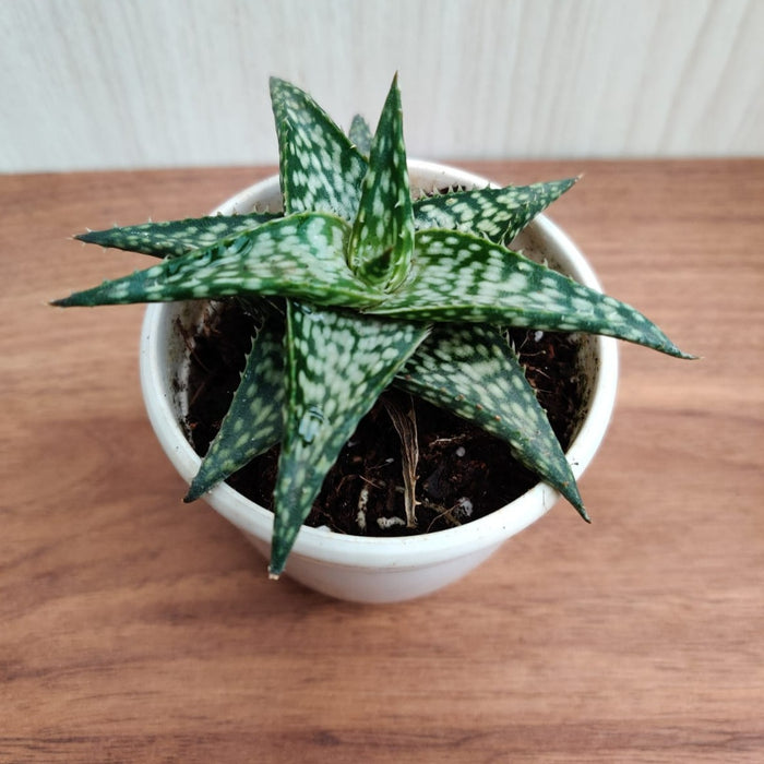 Aloe Rauhii Reynolds Succulent Plant