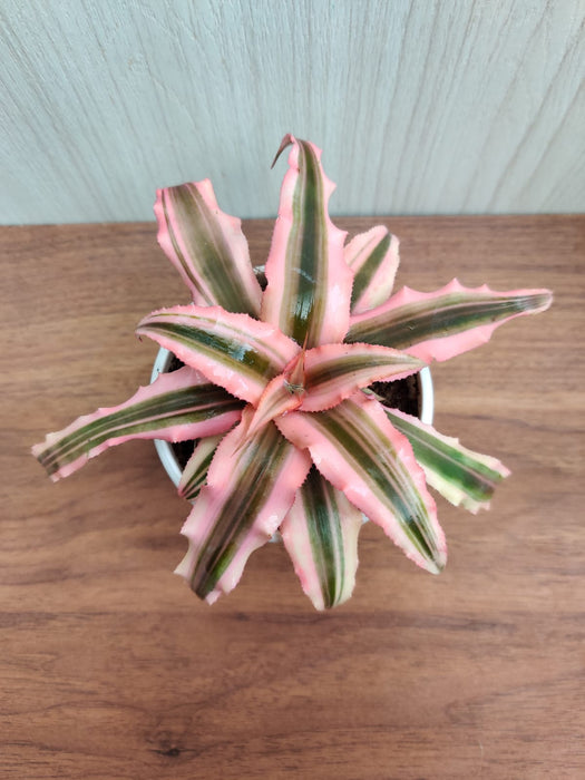 Cryptanthus Bivittatus Pink Color Small Plant