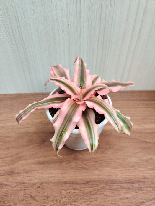 Cryptanthus Bivittatus Pink Color Small Plant