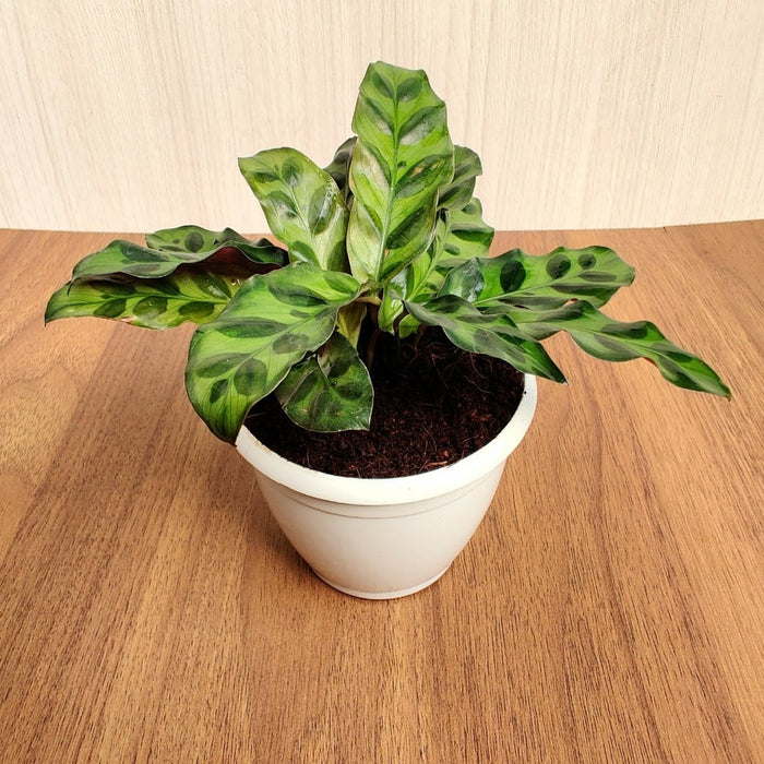 Potted Calathea Insignis air purifying plant