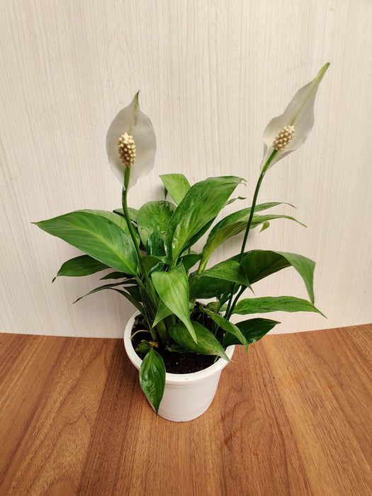 Peace Lily Green Plant (Spathiphyllum)