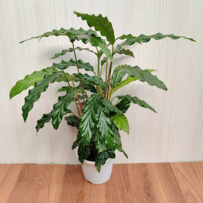 Calathea Rufibarba Plantv 2