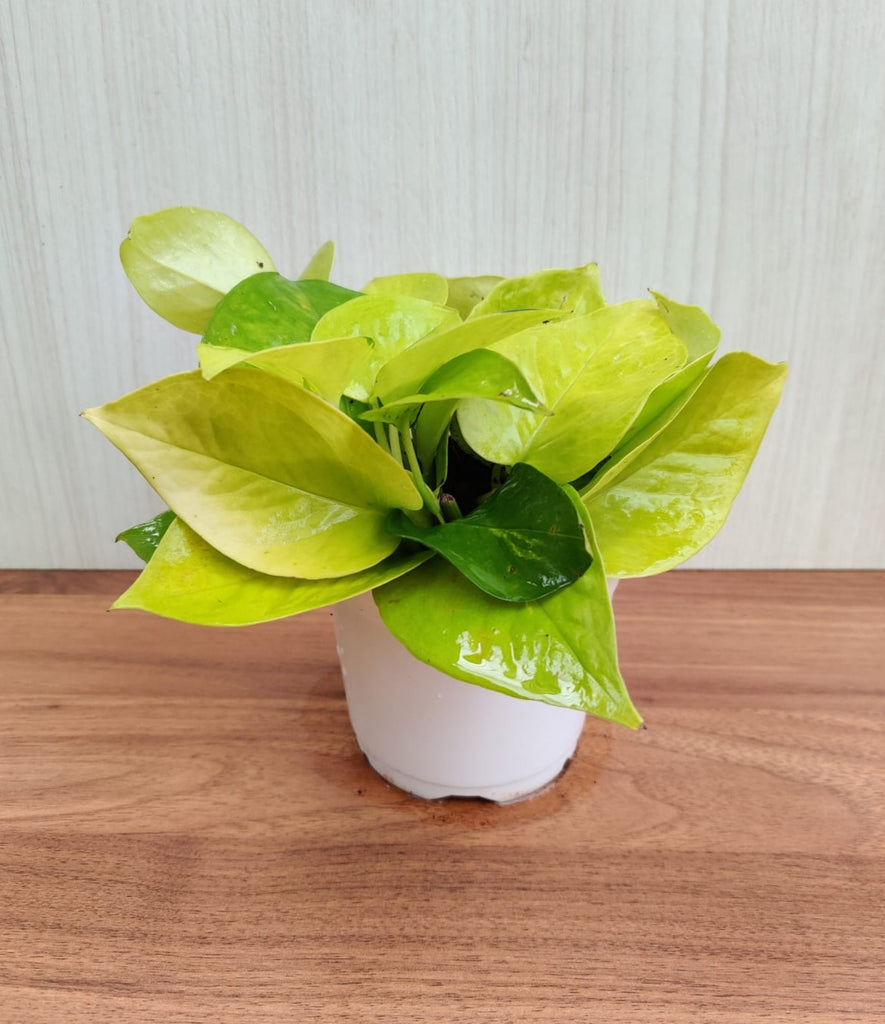 Buy Golden Money Plant Online for Vibrant Home and Office –  ChhajedGarden.com
