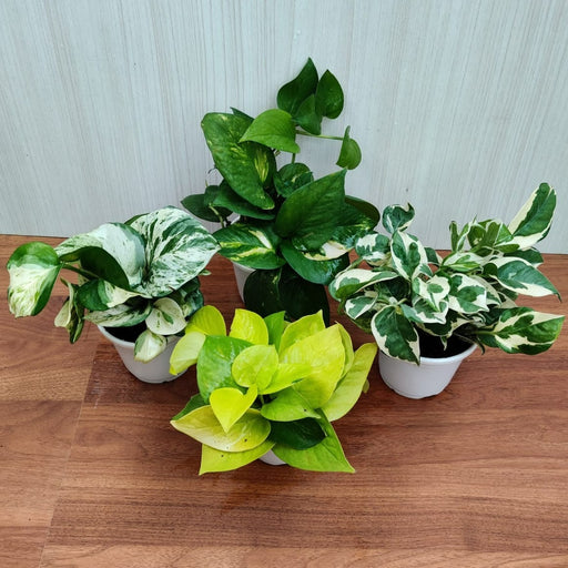 Money Plant Pack of 4]
