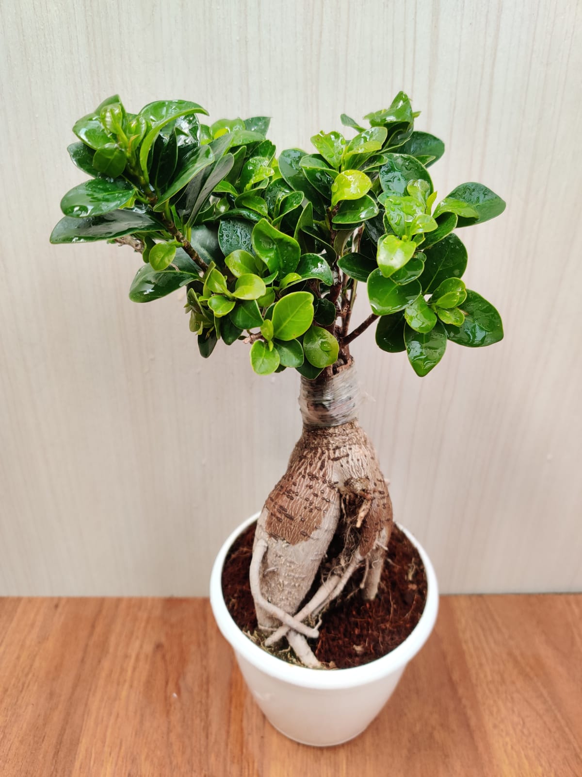 live bonsai tree online india Buy Ficus Ginseng Bonsai Live Plant Online in India – ChhajedGarden.com