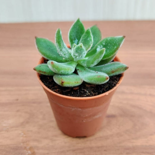 chenille plant succulent Echeveria Pulvinata 'Ruby' (Chenille Plant) Small Succulent Plant – ChhajedGarden.com