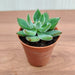 Echeveria Pulvinata 'Ruby' (Chenille Plant) Small Succulent Plant