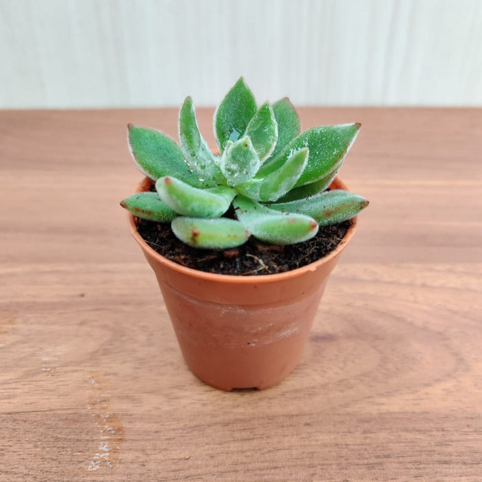 Echeveria Pulvinata 'Ruby' (Chenille Plant)  Small Succulent Plant