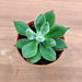Echeveria Pulvinata 'Ruby' (Chenille Plant) Small Succulent Plant