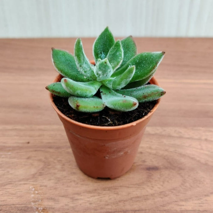 Echeveria Pulvinata 'Ruby' (Chenille Plant) Small Succulent Plant