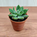 Echeveria Pulvinata 'Ruby' (Chenille Plant) Small Succulent Plant