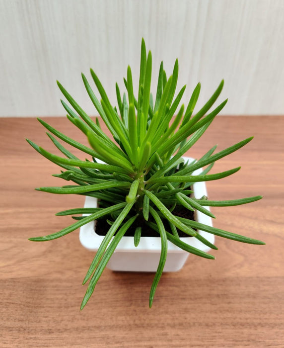 Senecio Barbertonicus Succulent Plant