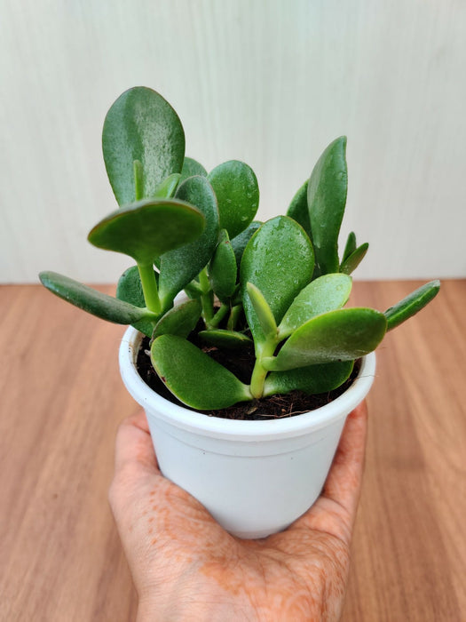 Crassula ovata, Jade Plant (Big leaf) Succulent Plant in (10 cm) Pot