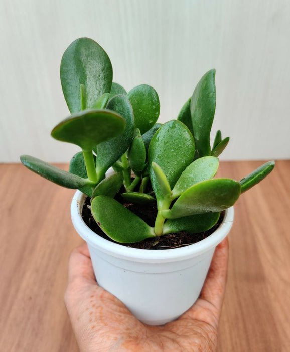 jade plant long leaves Buy Crassula Ovata Green (Crassula Argentea, Jade Plant) Succulent Plant Online in India – ChhajedGarden.com
