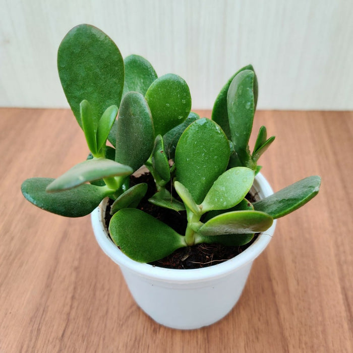 Crassula ovata, Jade Plant (Big leaf) Succulent Plant in (10 cm) Pot