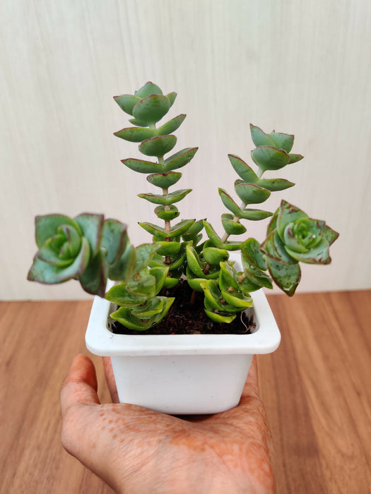 Crassula Perforata Green Ivory Towers Succulent Plant
