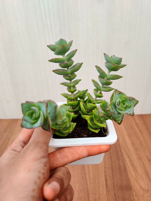 Crassula Perforata Green Ivory Towers Succulent Plant