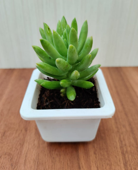 super donkey tail succulent Buy Sedeveria 'Harry Butterfield' (Super Donkey Tail) Succulent Plant Online in India – ChhajedGarden.com