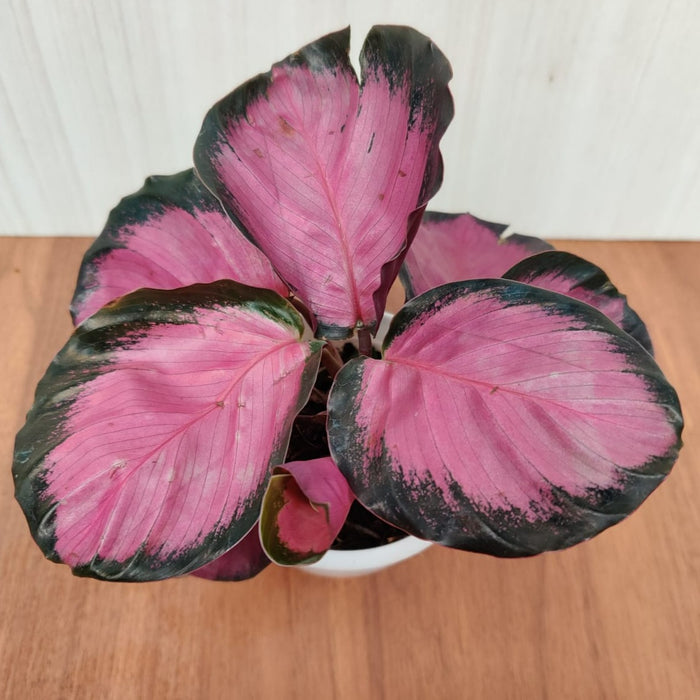 Air-purifying Calathea Rosepicta plant with pink highlights.