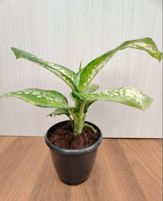 Dieffenbachia Delilah Plant