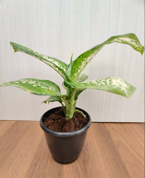 delilah plant indoor Shop Dieffenbachia Delilah Big Plant Online India – ChhajedGarden.com