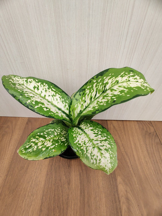 Decorative and air-purifying Dieffenbachia 'Delilah' plant