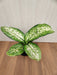 Decorative and air-purifying Dieffenbachia 'Delilah' plant