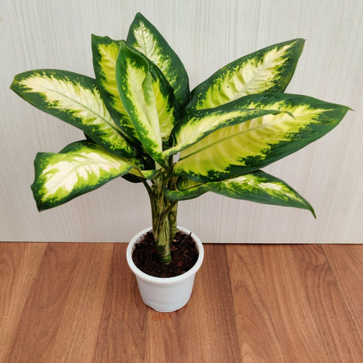 dieffenbachia cost Buy Dieffenbachia Camille Plant Online India – ChhajedGarden.com