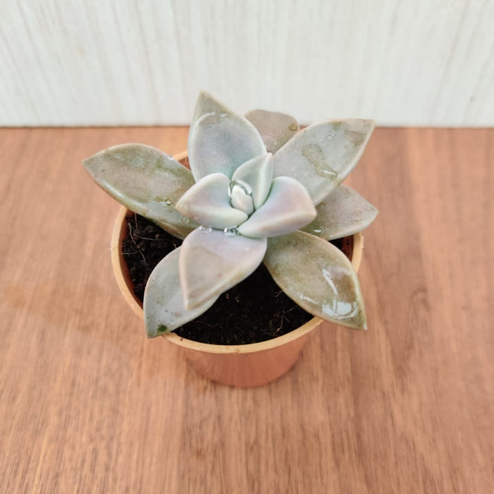 Graptopetalum Paraguayense (Ghost Plant) Small Succulent Plant